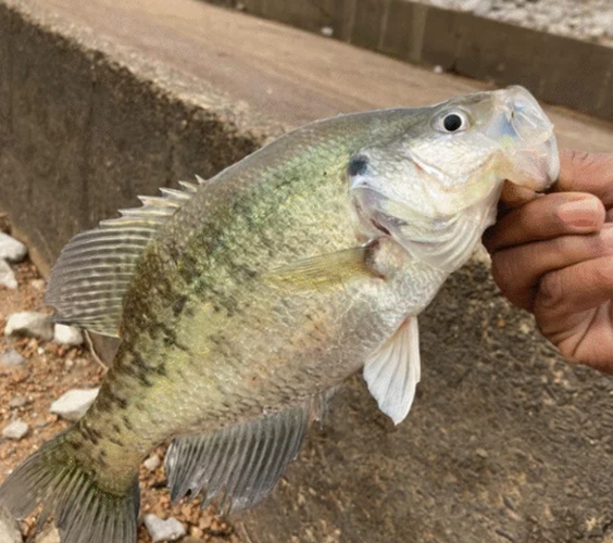Angler with a crappie catch